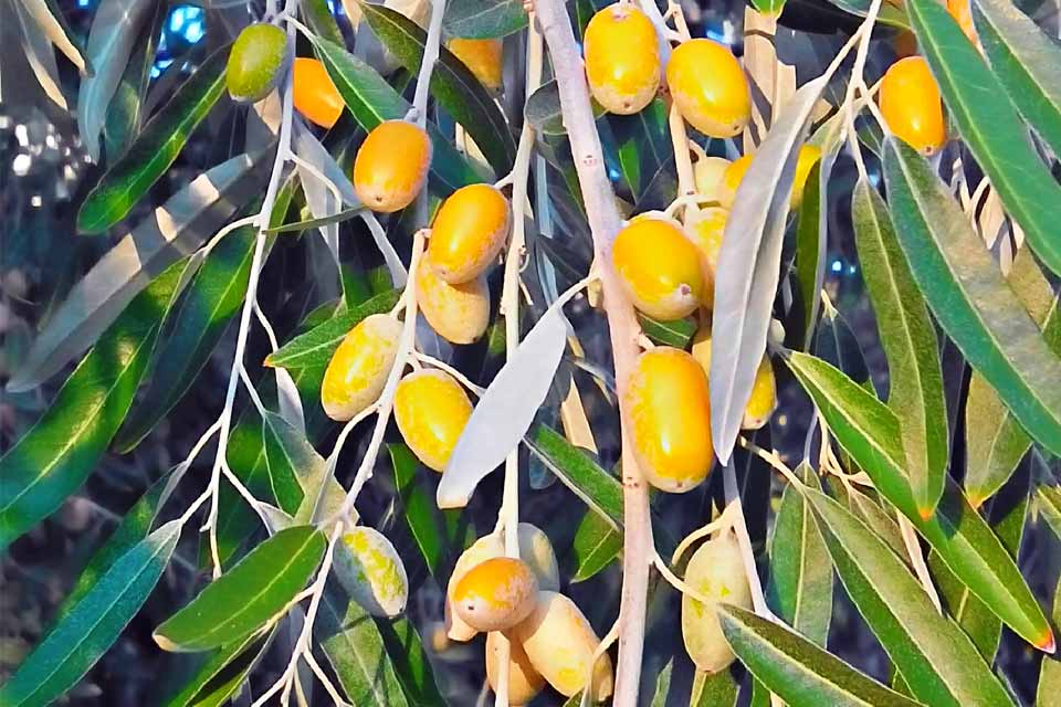 eleagnus angustifolia(arbol del paraiso)-1720
