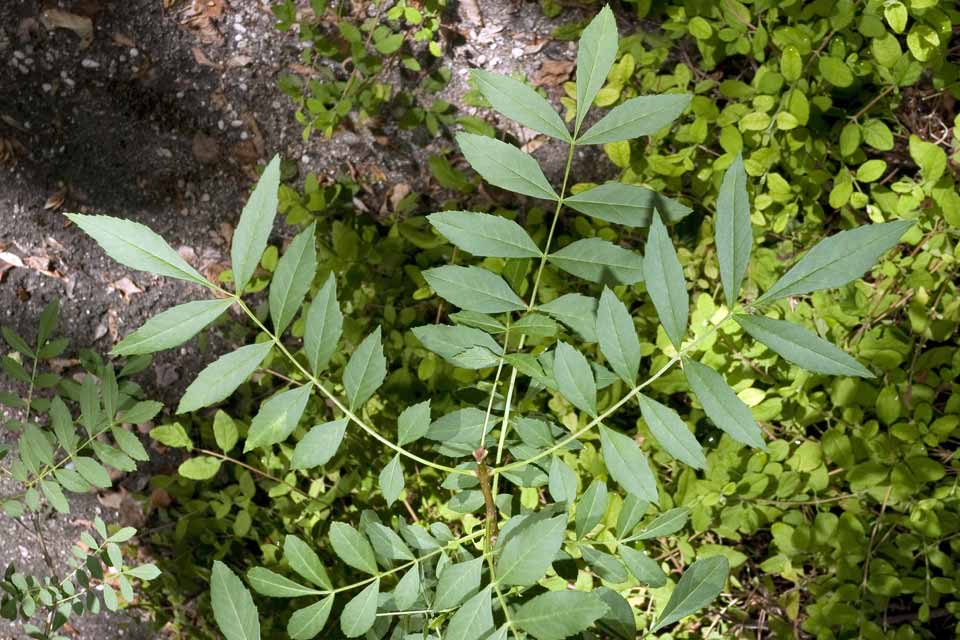 fraxinus angustifolia (fresno)-1726