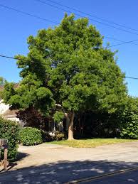 fraxinus angustifolia (fresno)-0