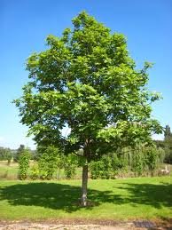 fraxinus excelsior(fresno)-0