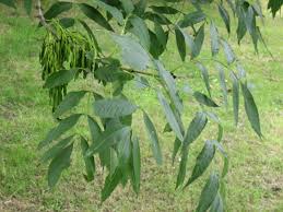 fraxinus excelsior(fresno)-1730