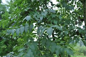 fraxinus excelsior(fresno)-1729