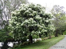 fraxinus ornus (fresno de flor)-0