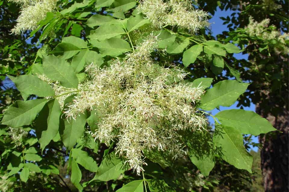 fraxinus ornus (fresno de flor)-1733