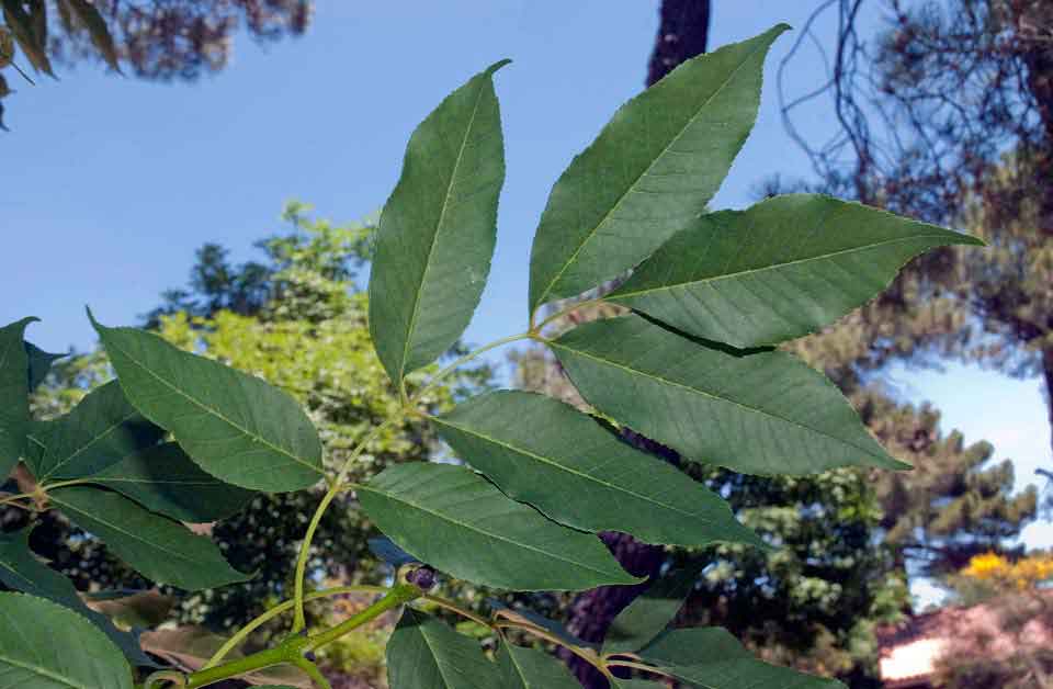 fraxinus ornus (fresno de flor)-1732