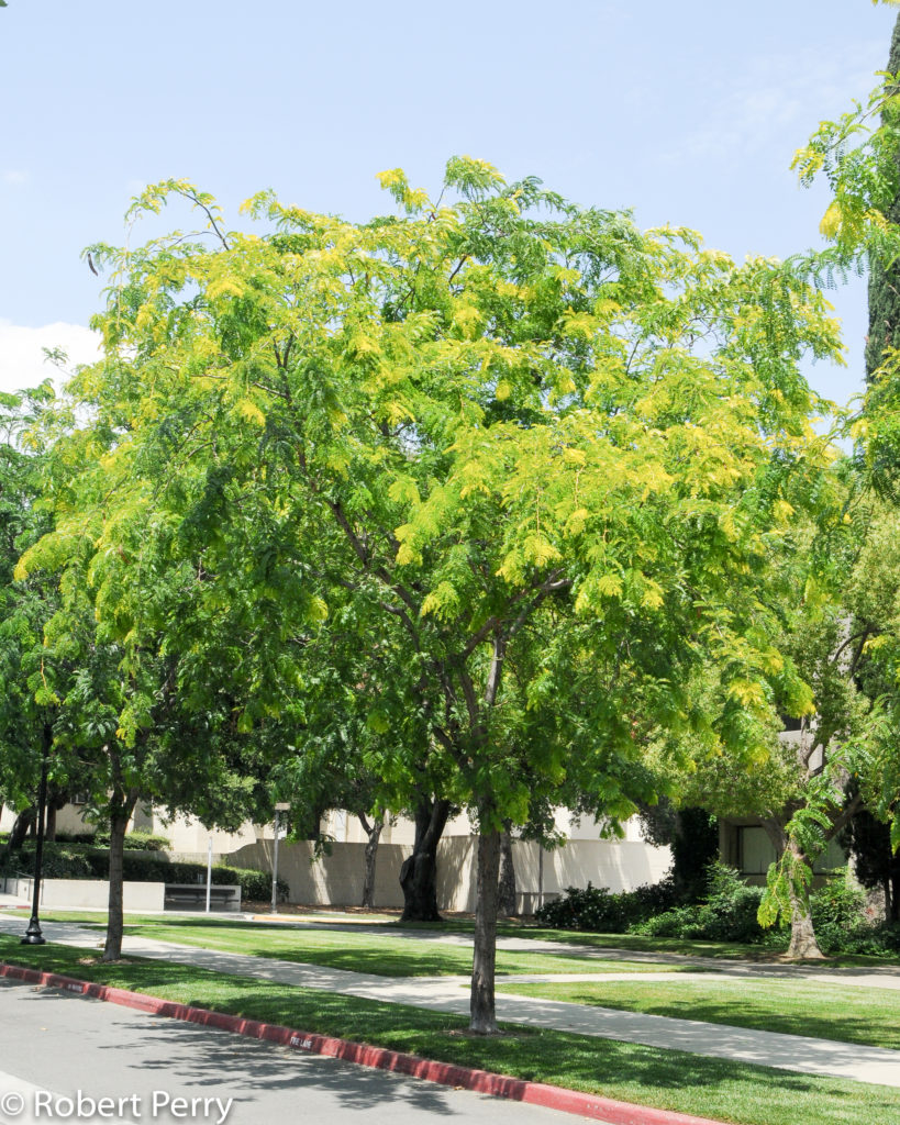 gleditsia triacanthus inermis(acacia de tres espinas)-0