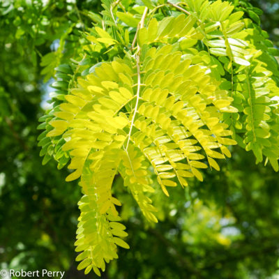 gleditsia triacanthus inermis(acacia de tres espinas)-1737
