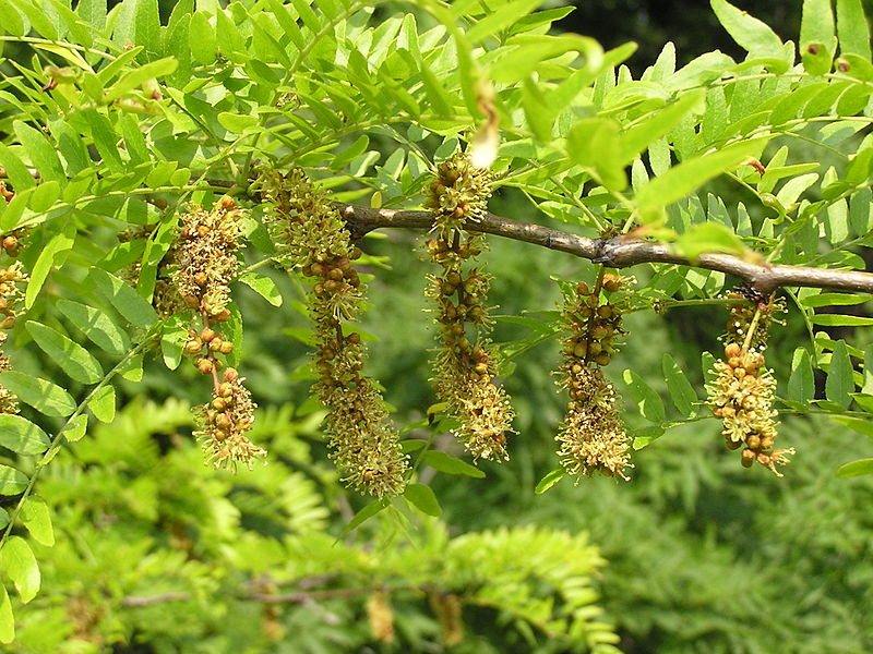 gleditsia triacanthus inermis(acacia de tres espinas)-1738