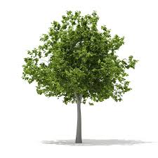 fagus sylvatica y atropurpurea(haya)-0