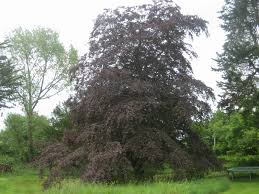 fagus sylvatica y atropurpurea(haya)-1722