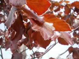 fagus sylvatica y atropurpurea(haya)-1723