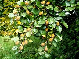 fagus sylvatica y atropurpurea(haya)-1724