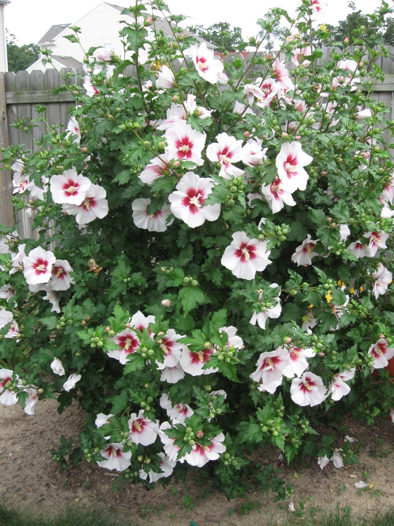 hibiscus syriacus (althea)-0