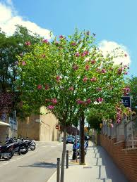 hibiscus syriacus (althea)-1744
