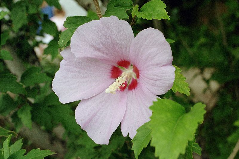 hibiscus syriacus (althea)-1742