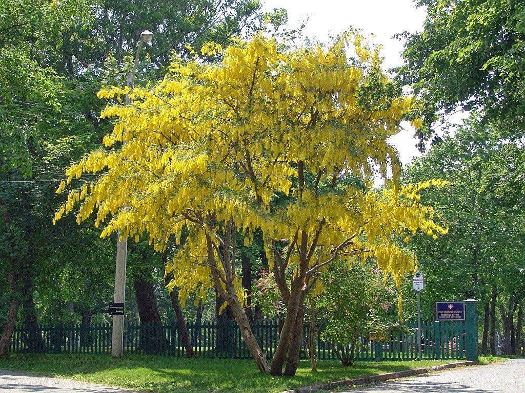 Laburnum anagyroides(lluvia dorada)-1749