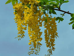 Laburnum anagyroides(lluvia dorada)-0