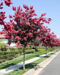 lagerstroemia indica(arbol de jupiter)-0