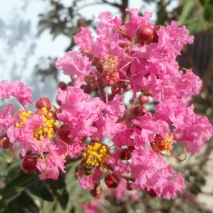 lagerstroemia indica(arbol de jupiter)-1751