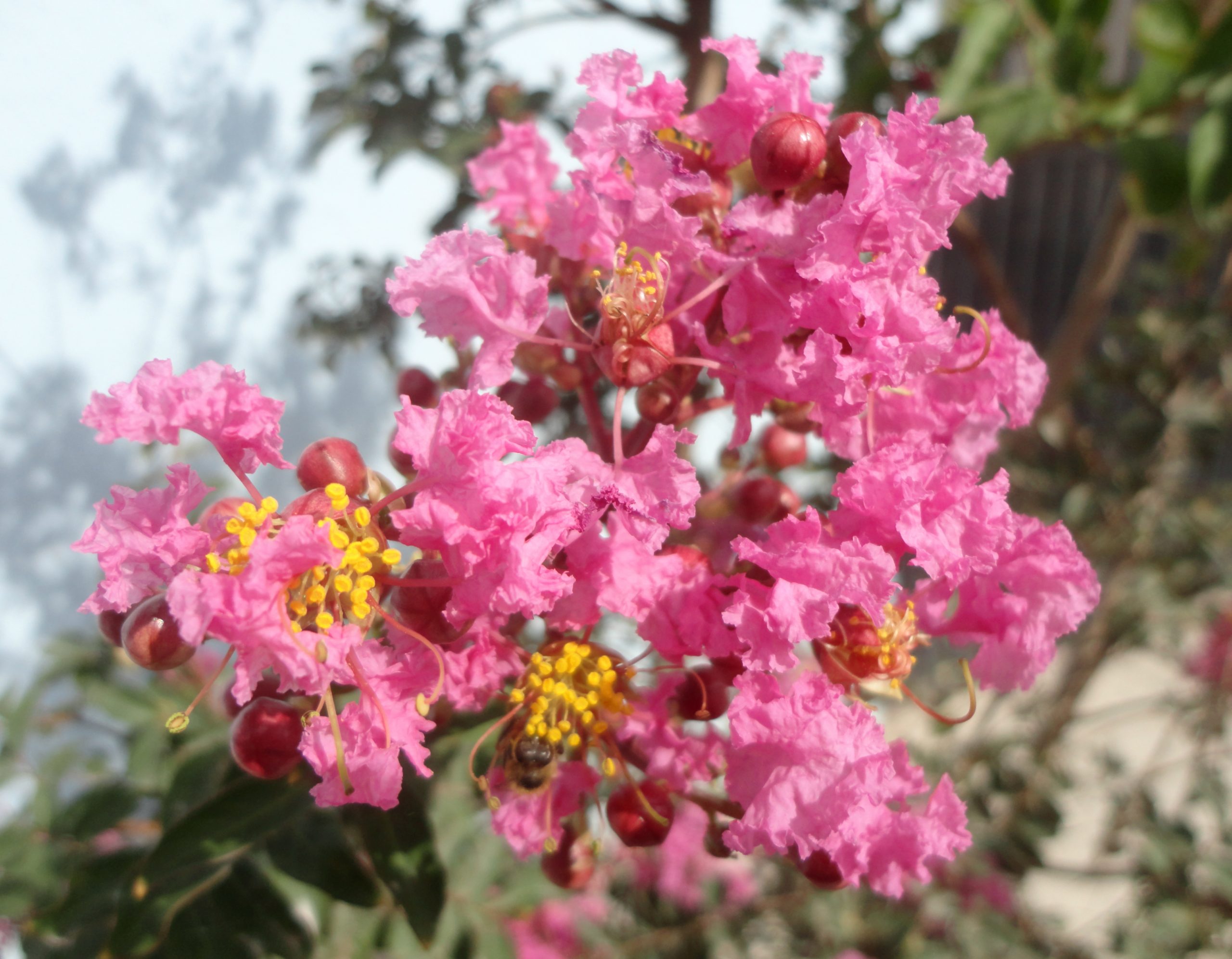 lagerstroemia indica(arbol de jupiter)-1751