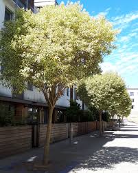 ligustrum japonica-1753