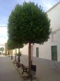 ligustrum japonica-0