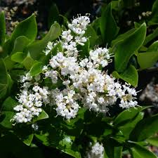 ligustrum japonica-1752