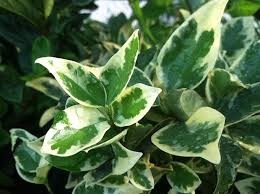 ligustrum japonica variegata -0