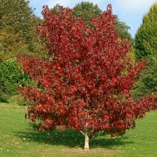 liquidambar styraciflua-1758