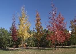 liquidambar styraciflua-0