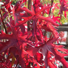 liquidambar styraciflua-1759