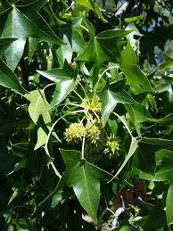 liquidambar styraciflua-1756