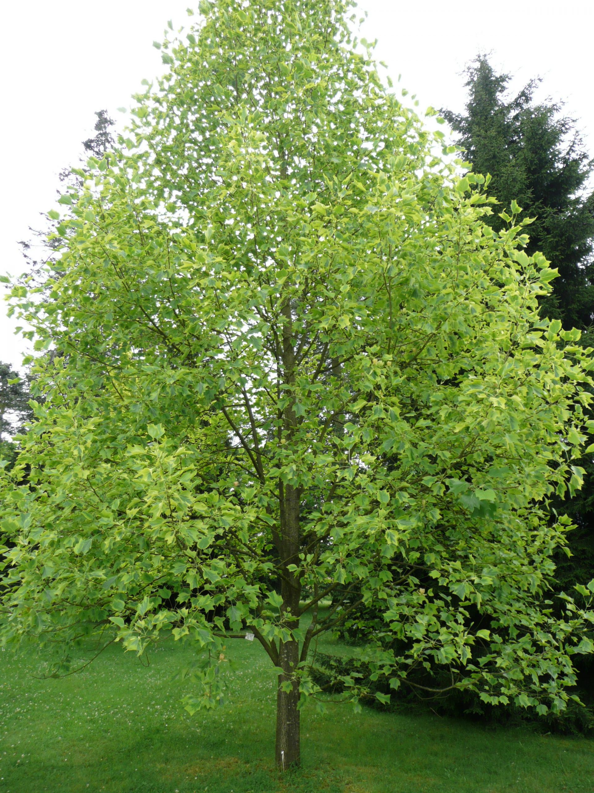 liriodendron (tulipanero de virginia)-0