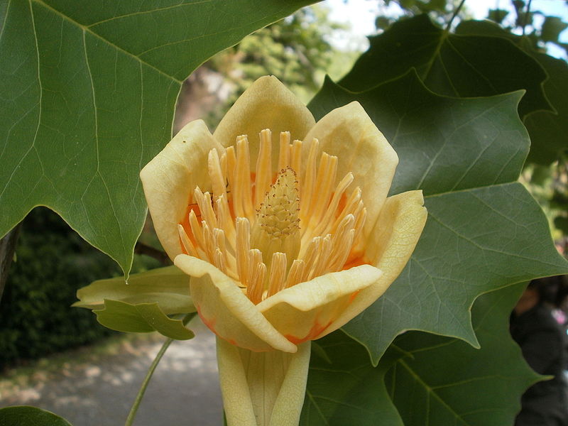liriodendron (tulipanero de virginia)-1761