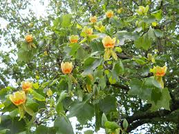 liriodendron (tulipanero de virginia)-1760