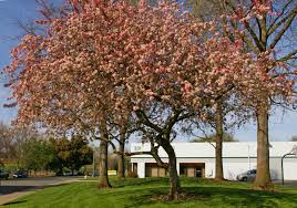malus floribunda (manzano de flor)-0