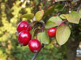 malus floribunda (manzano de flor)-1765