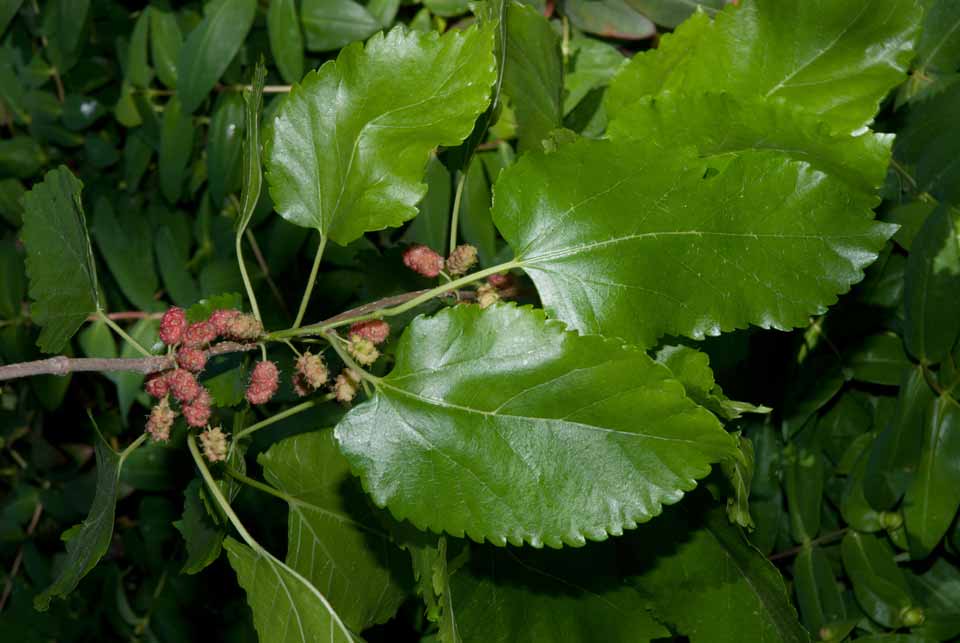 morus alba ,comun o de sombra (morera)-0