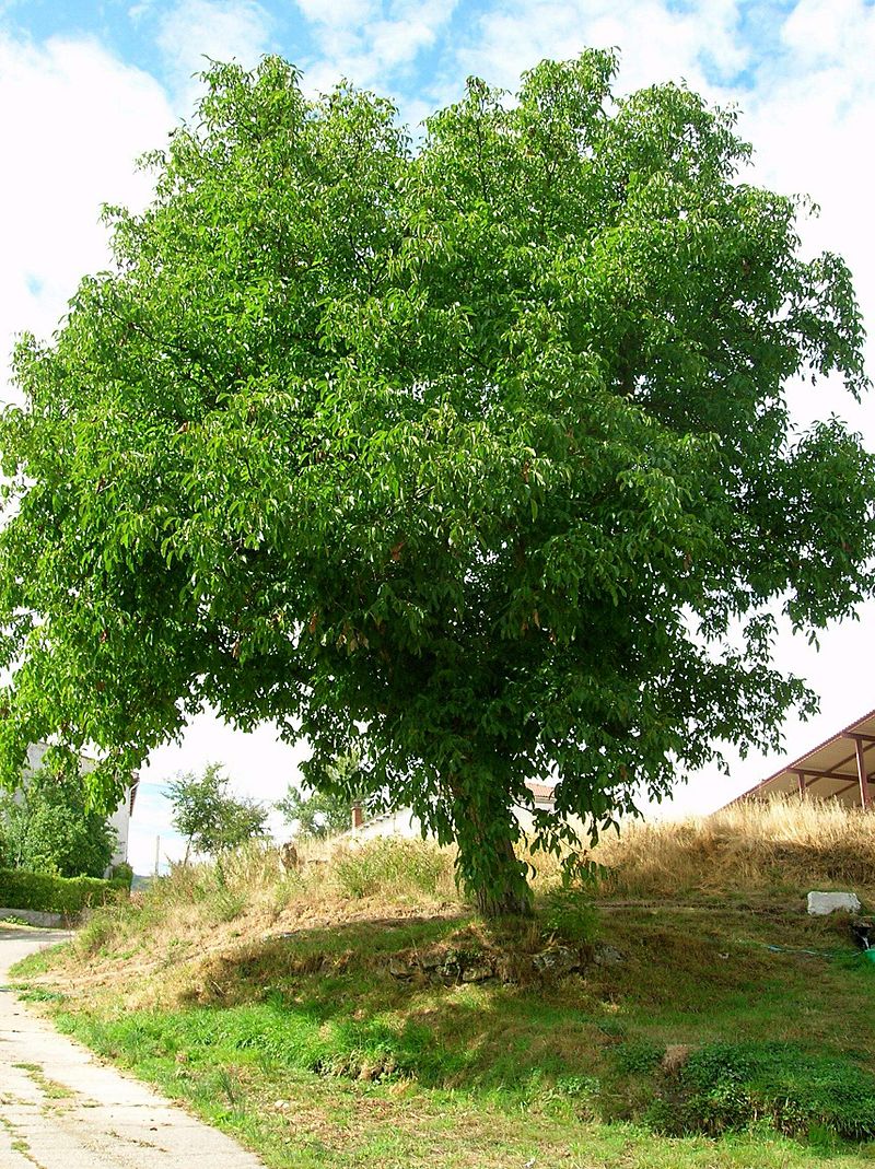 juglans regia (nogal)-0