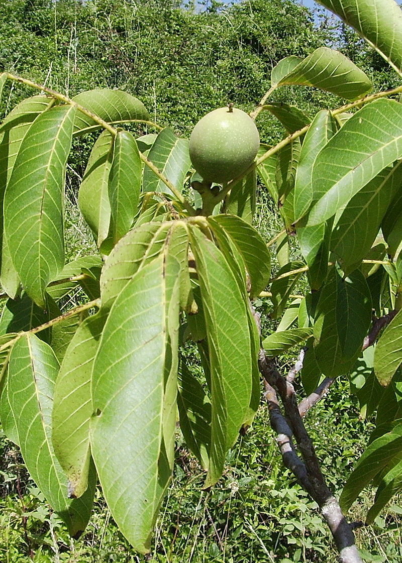 juglans regia (nogal)-1740