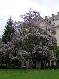 paulonia tomentosa-1795