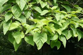 paulonia tomentosa-0