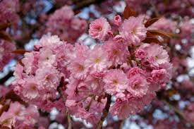 Prunus serrulata kanzan(flor rosa)-1777
