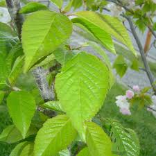 Prunus serrulata kanzan(flor rosa)-1776