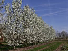Pyrus calleryana (peral de flor)-0