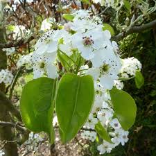 Pyrus calleryana (peral de flor)-1779