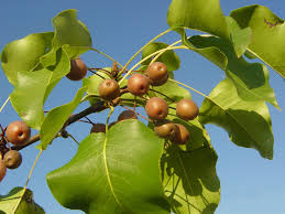 Pyrus calleryana (peral de flor)-1778