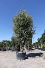quercus ilex(encina arbol)-1783
