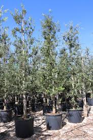 quercus ilex(encina arbol)-1782