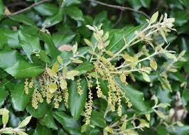 quercus ilex(encina arbol)-0